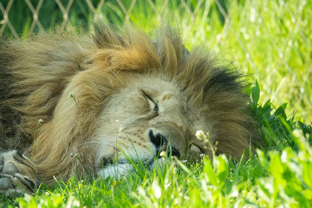 lion-4166479_640